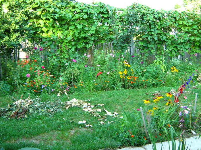 IMG_0094 - flori toamna 2010