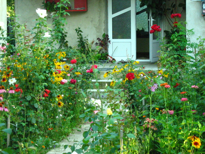 IMG_0095 - flori toamna 2010