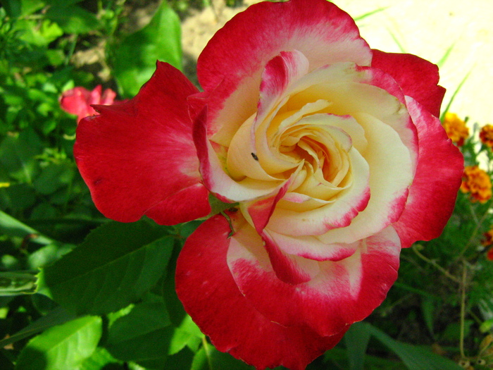 IMG_0119 - flori toamna 2010