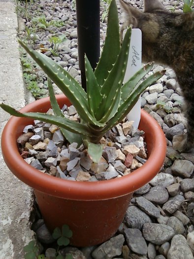 Aloe sp.