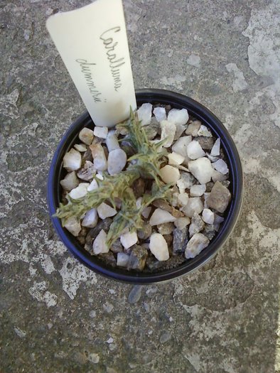 Caralluma dummeri