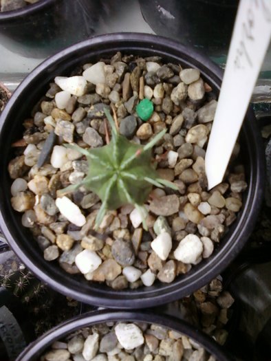 Euphorbia horrida - Suculente
