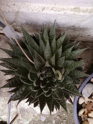 Aloe aristata - Suculente