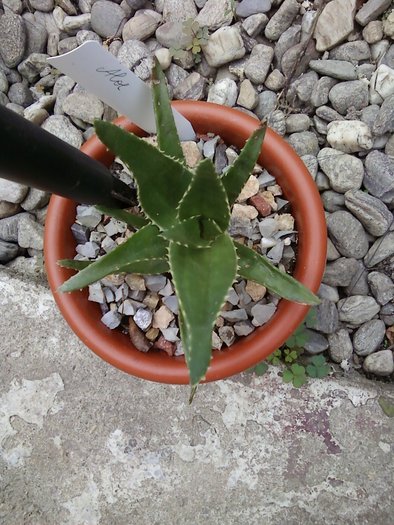 Aloe sp.