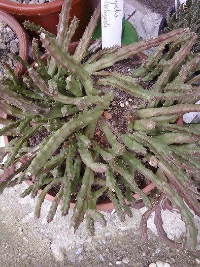 Stapelia variegata