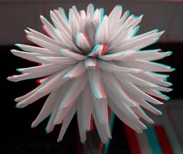 crizantema 3d - POZE 3D