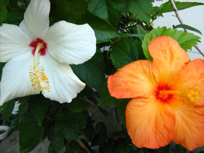 IMG_0288 - flori toamna 2010