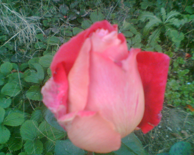 Imag005