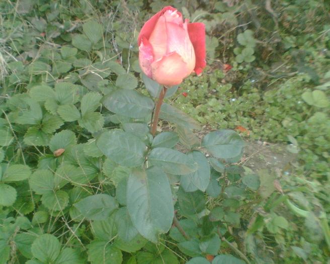 Imag006