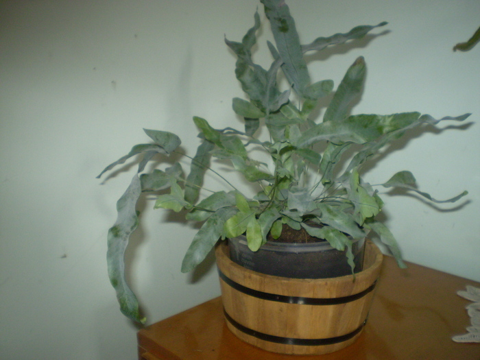 Picture 097; phlebodium aureum
