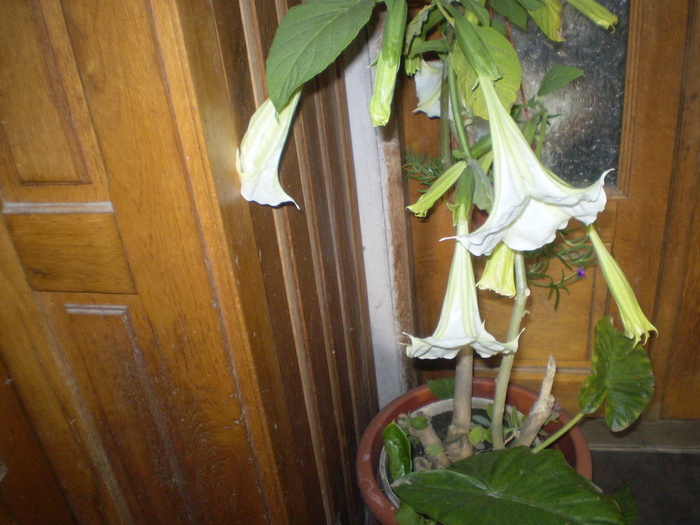 Picture 101; brugmansia,ultimele flori
