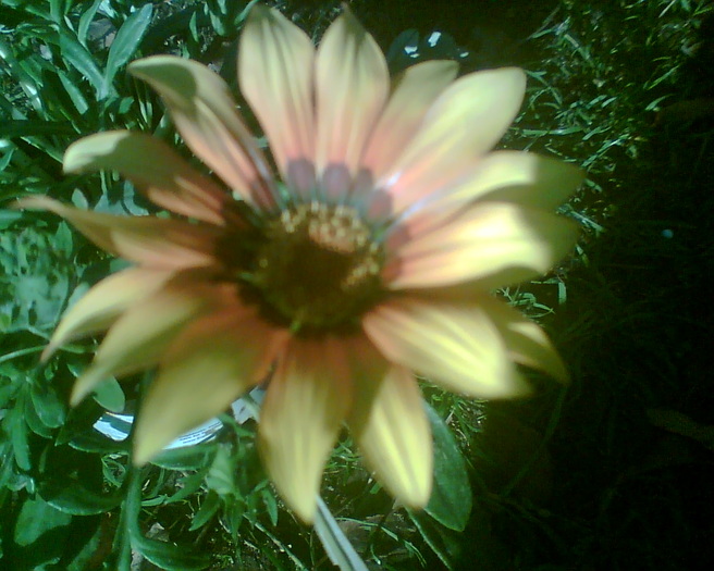 Imag000 - Gazania