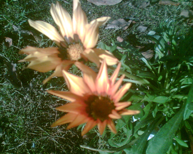 31.10.2010 - Gazania