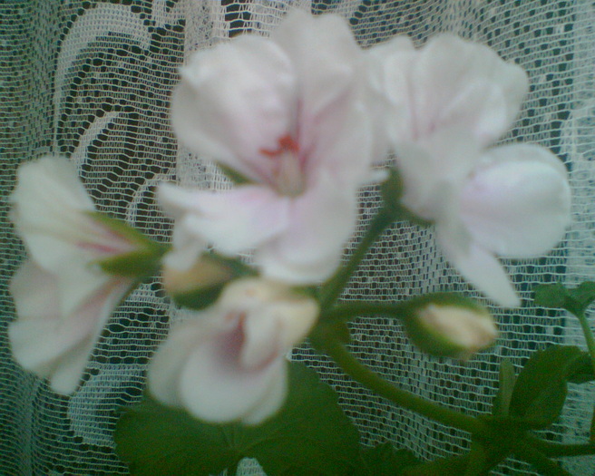 Imag003 - Muscate