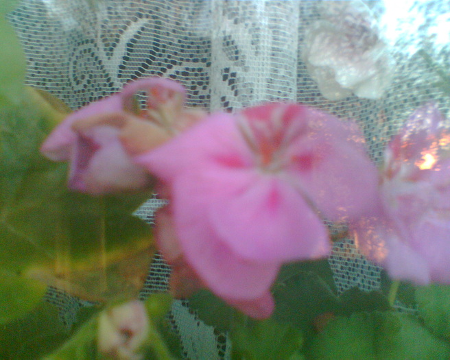 Imag004 - Muscate