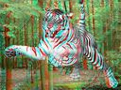 tigru 3d - POZE 3D