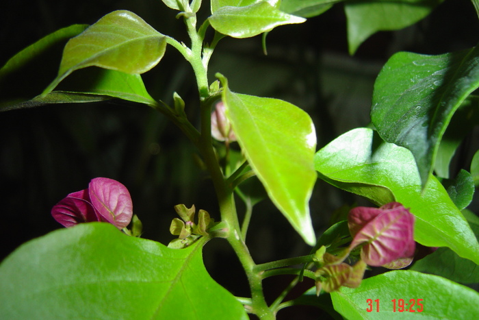 31 octombrie 2010 - 0-BAUGAINVILLEA