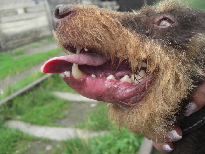 Sarreti Vadasz Celli