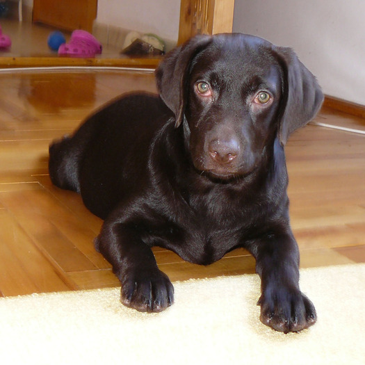 Tarra - Labrador Ciocolatiu-Tarra