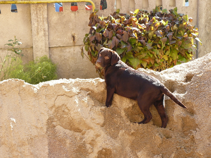 P1080781 - Labrador Ciocolatiu-Tarra