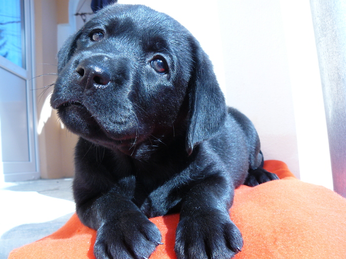 pepper - Labrador Negru-Pepper