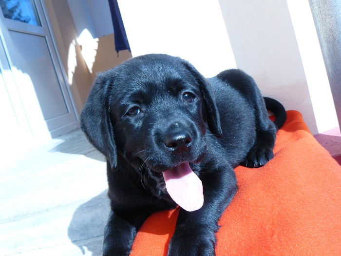 ce cald - Labrador Negru-Pepper