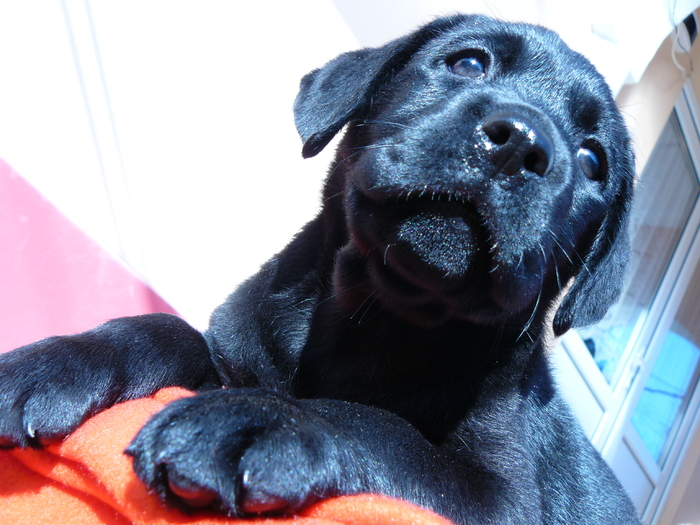 botic - Labrador Negru-Pepper