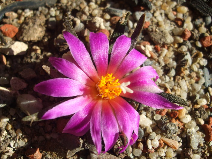 DSCF6158