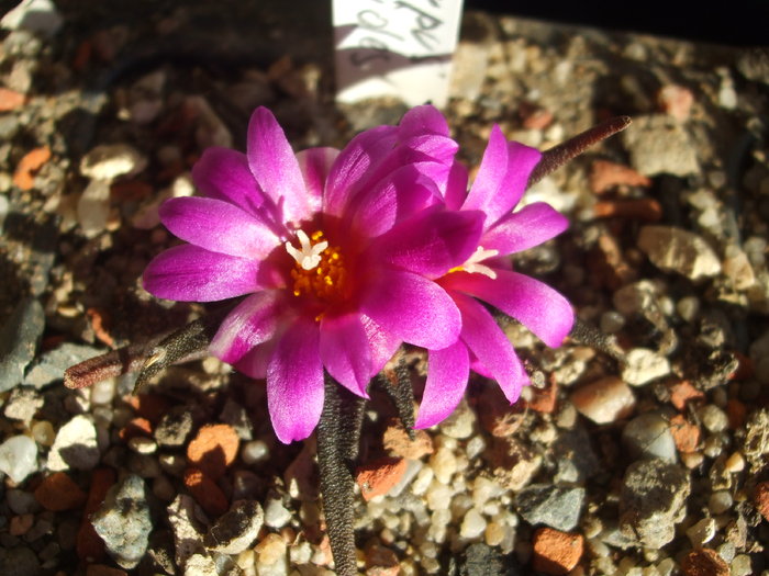 DSCF6172