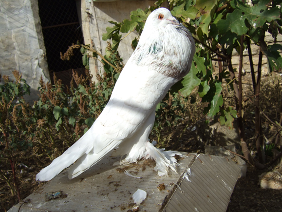 Gusat Pomerania - Gusat de Pomerania