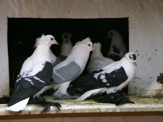 IMGA0768 - randunica sunt vanduti