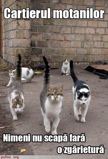 cartierul-motanilor - bancuri cu pisici