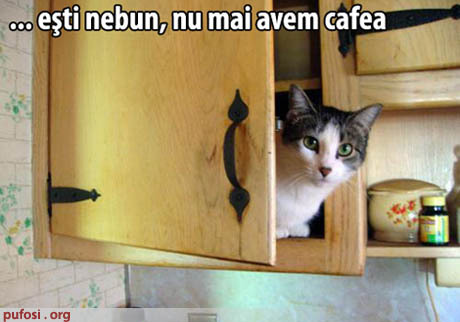 Nu mai avem cafea - bancuri cu pisici