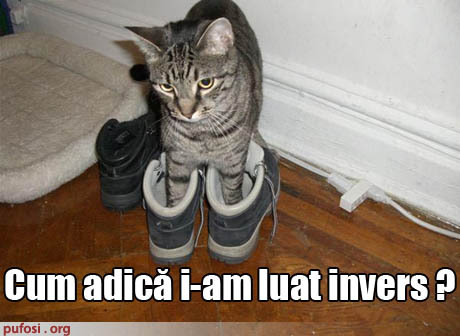 pisica-incaltata-pe-dos1