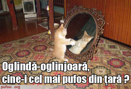 pisica-oglinda