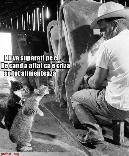 poze-amuzante-pisica-bea-lapte - bancuri cu pisici