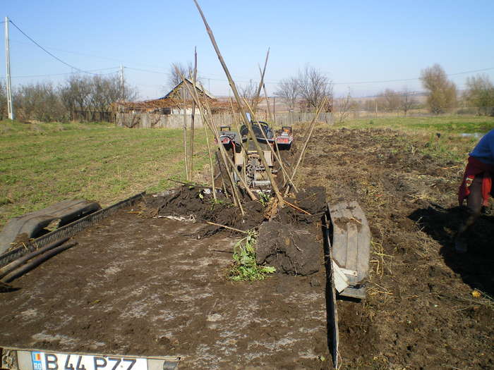 Se transporta la locul de plantare - Paulownia