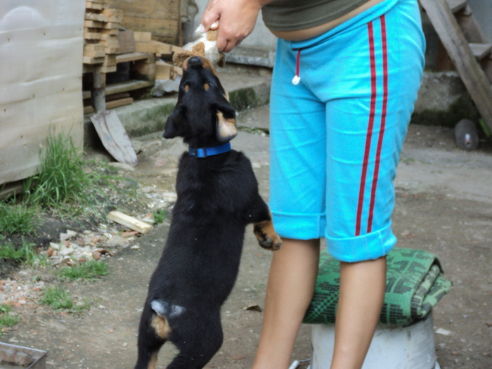 DSC00043 - ROTTWEILERU MEU