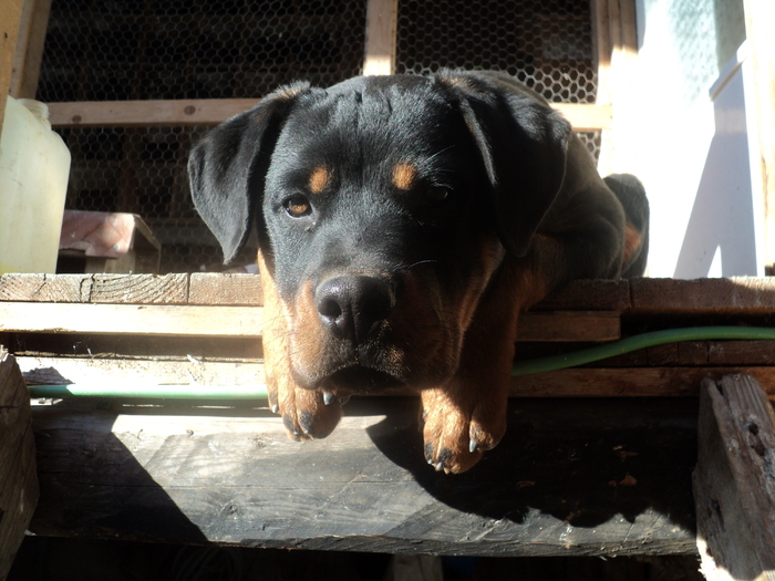 Picture 006 - ROTTWEILERU MEU