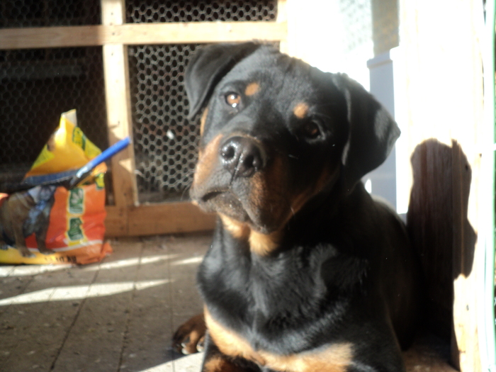Picture 010 - ROTTWEILERU MEU