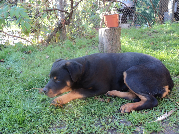Picture 012 - ROTTWEILERU MEU