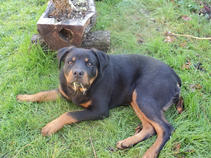 Picture 013 - ROTTWEILERU MEU