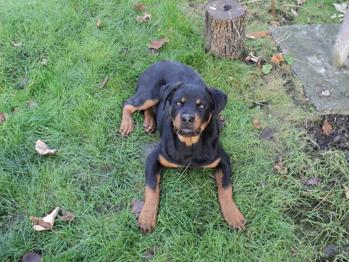 Picture 037 - ROTTWEILERU MEU