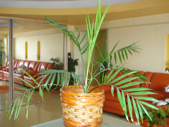ARECA CU BOBOCI