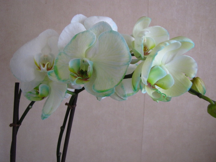 Orhidee Phale 18 oct 2010 (3)