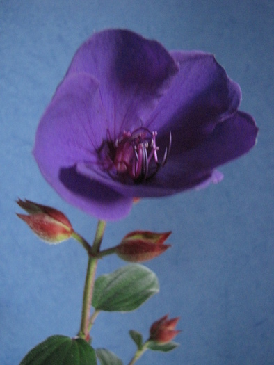 Tibouchina 10 oct 2010 (2) - tibouchina