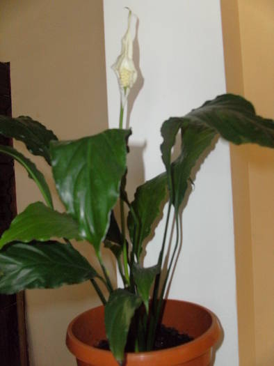 Spathiphyllum - Florile mele 2010-2011