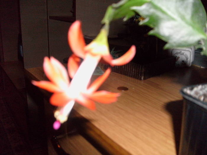 Schlumbergera