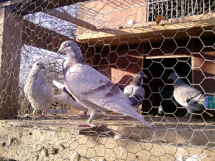 P011110_15.55_[03] - porumbeii mei