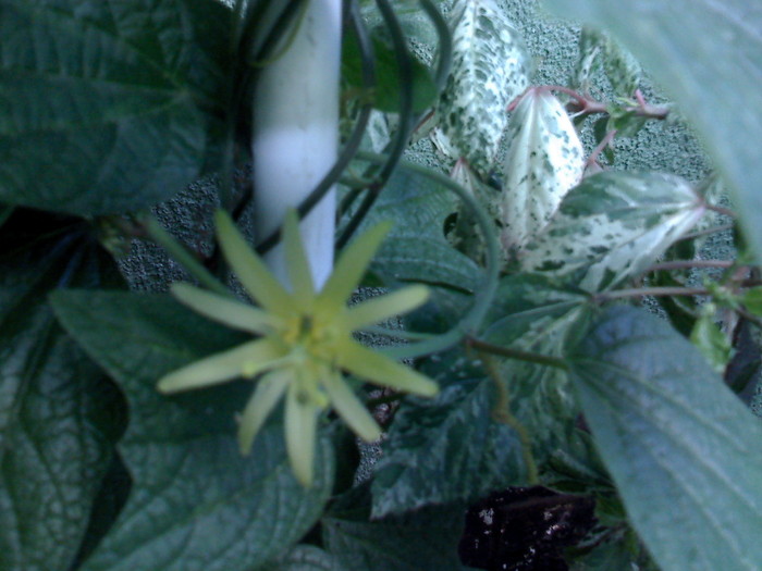 PASSIFLORA CITRINA